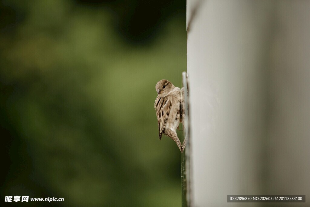 墙边隐匿的小鸟