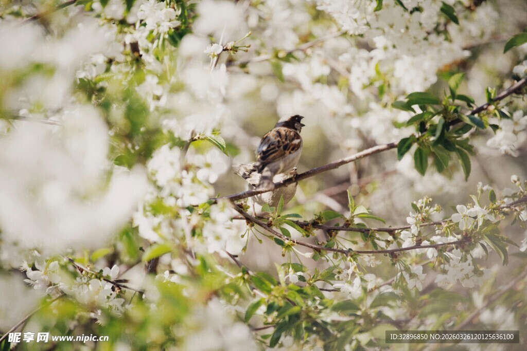 枝头小鸟栖于繁花间