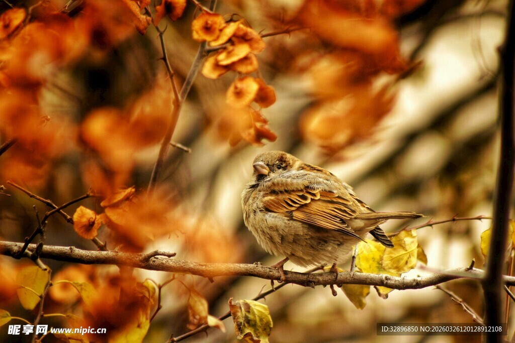 秋日枝头的小鸟