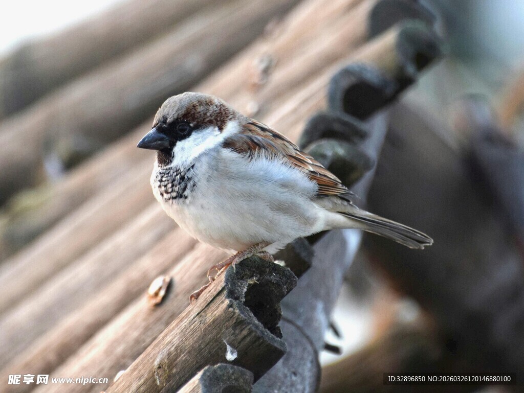 屋顶上的小麻雀
