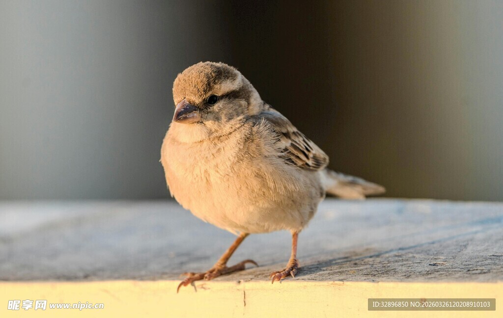 站在平台上的可爱小鸟