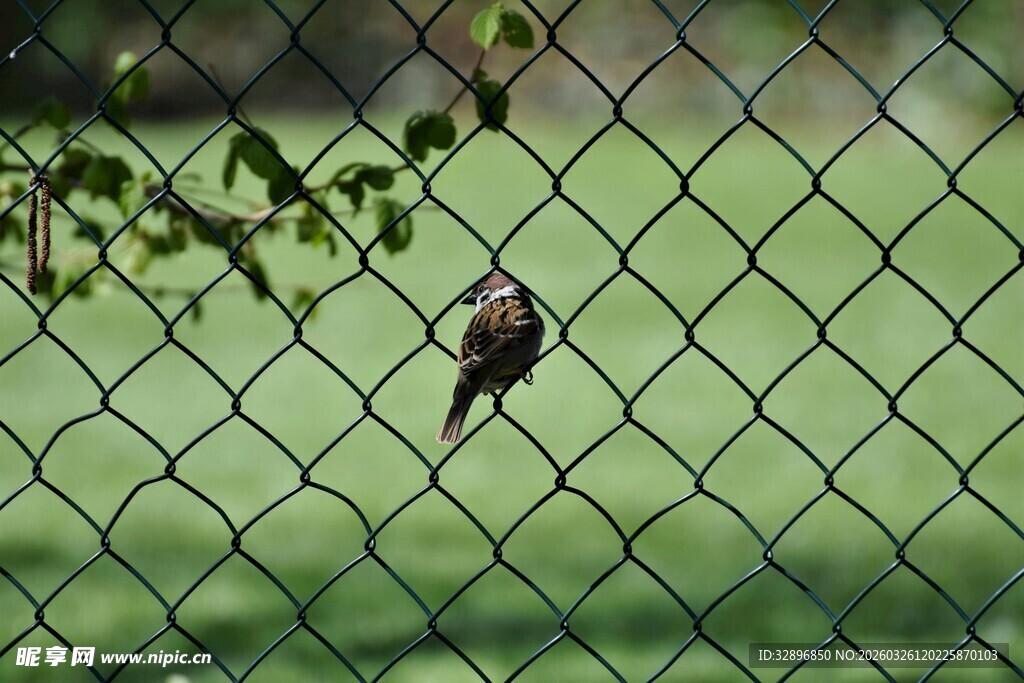 小鸟停在绿色网格围栏上