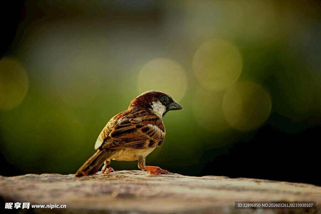 岩石上的小巧麻雀