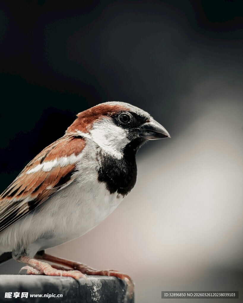 站在栏杆上的可爱小麻雀