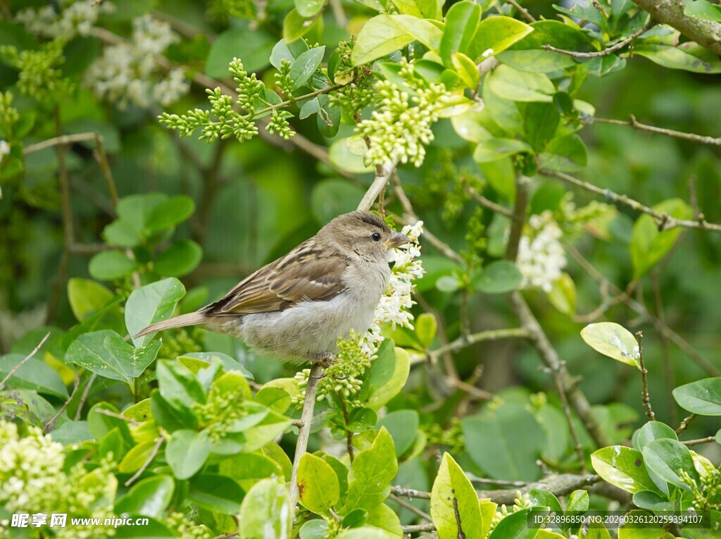 枝头小鸟栖于翠绿枝叶间