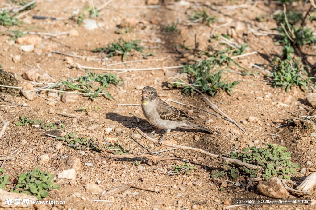 地面上的小鸟与零星绿植