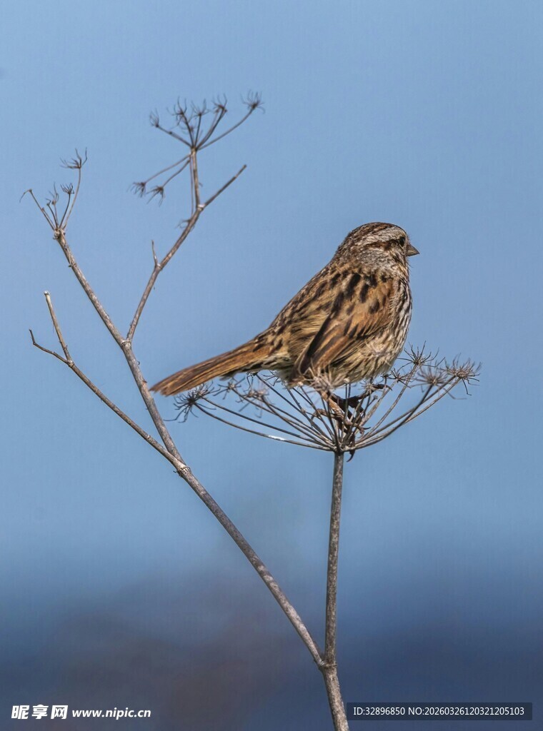 枝头栖息的棕色小鸟