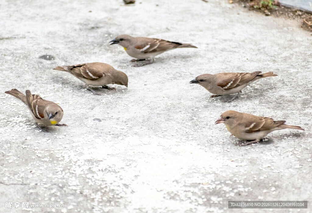 雪地觅食的几只小鸟