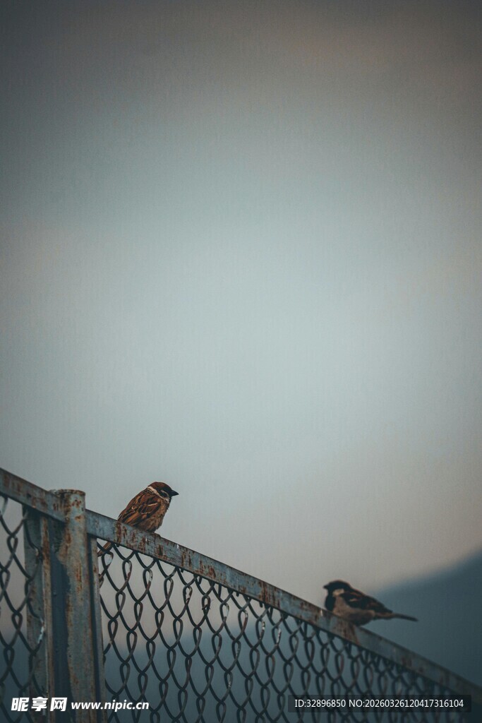 围栏上的几只小鸟