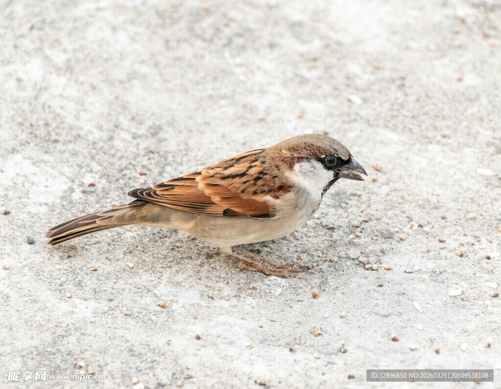 地面上觅食的小麻雀