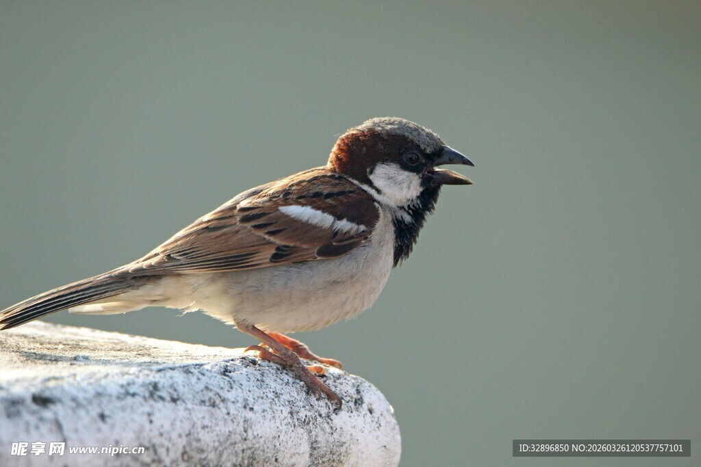 站在石上的小巧麻雀