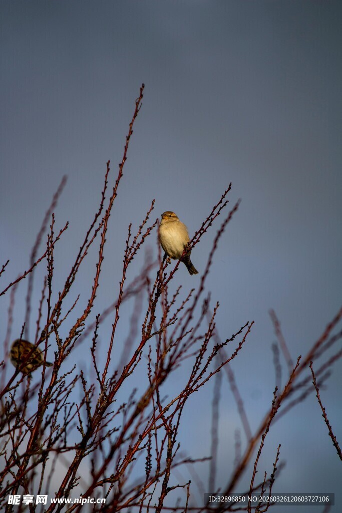 枝头小鸟栖于萧瑟枝丫间