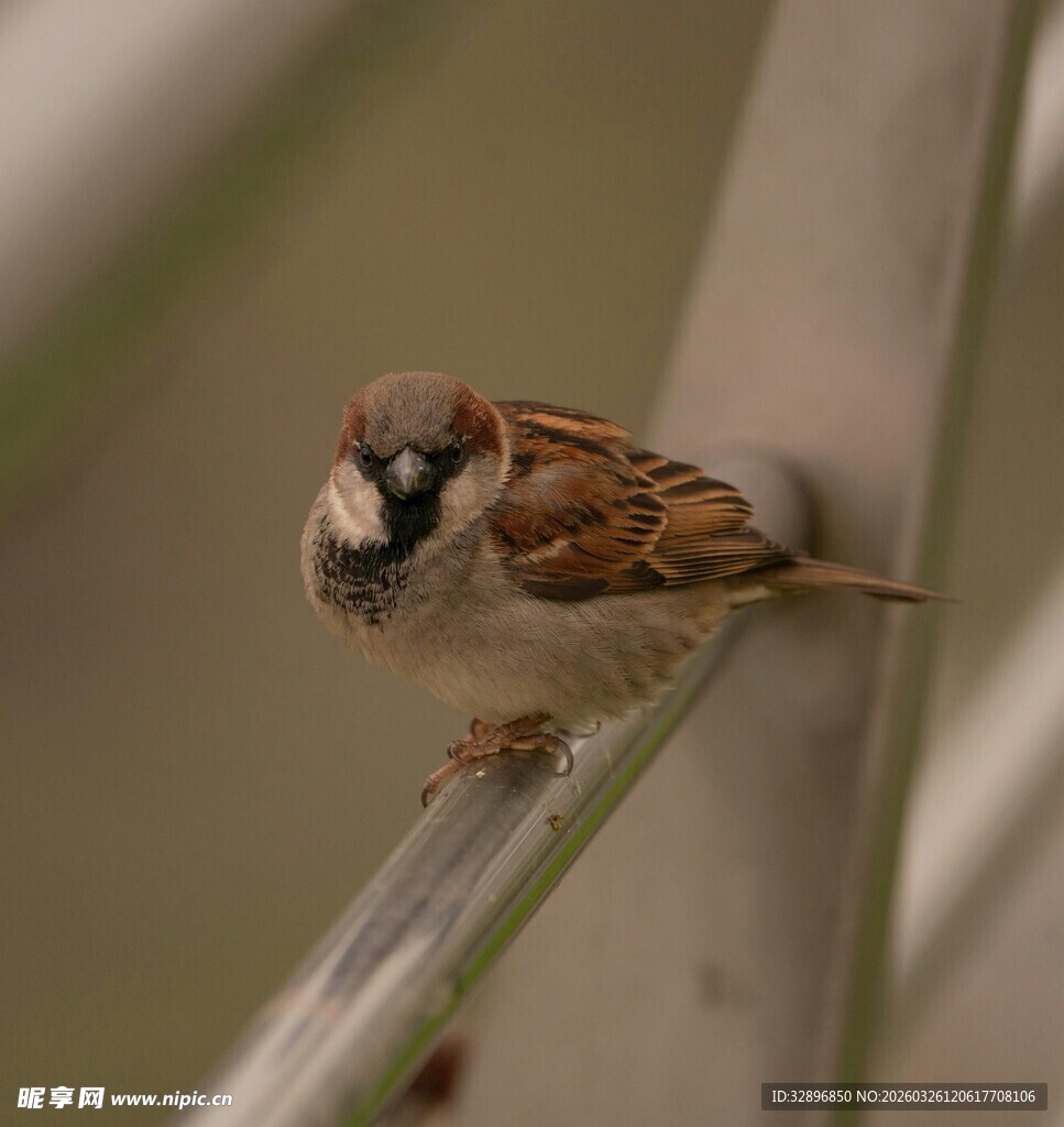 栖息于枝上的小巧麻雀