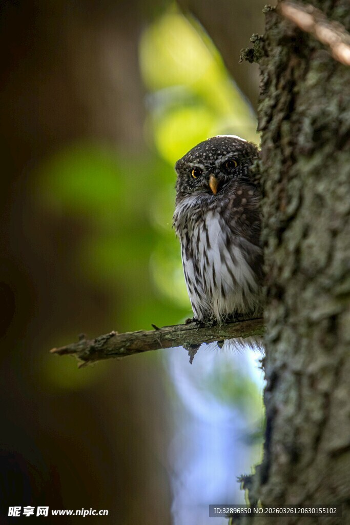 枝头的迷你猫头鹰