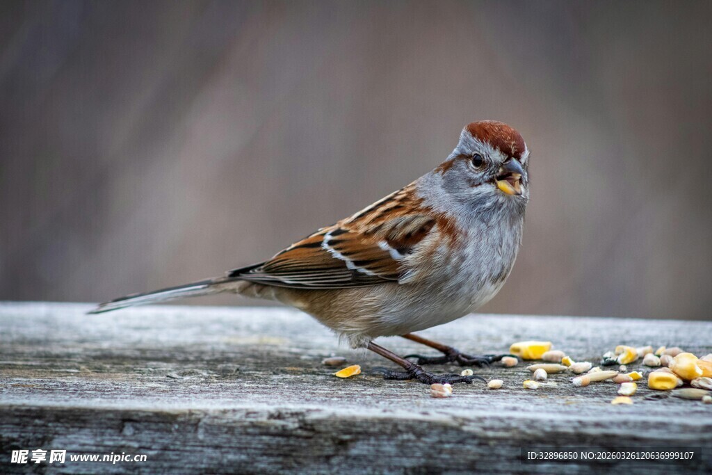 麻雀立于木板啄食谷物