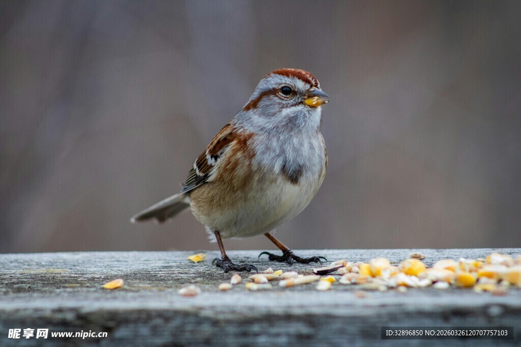 小鸟立于洒落谷物旁
