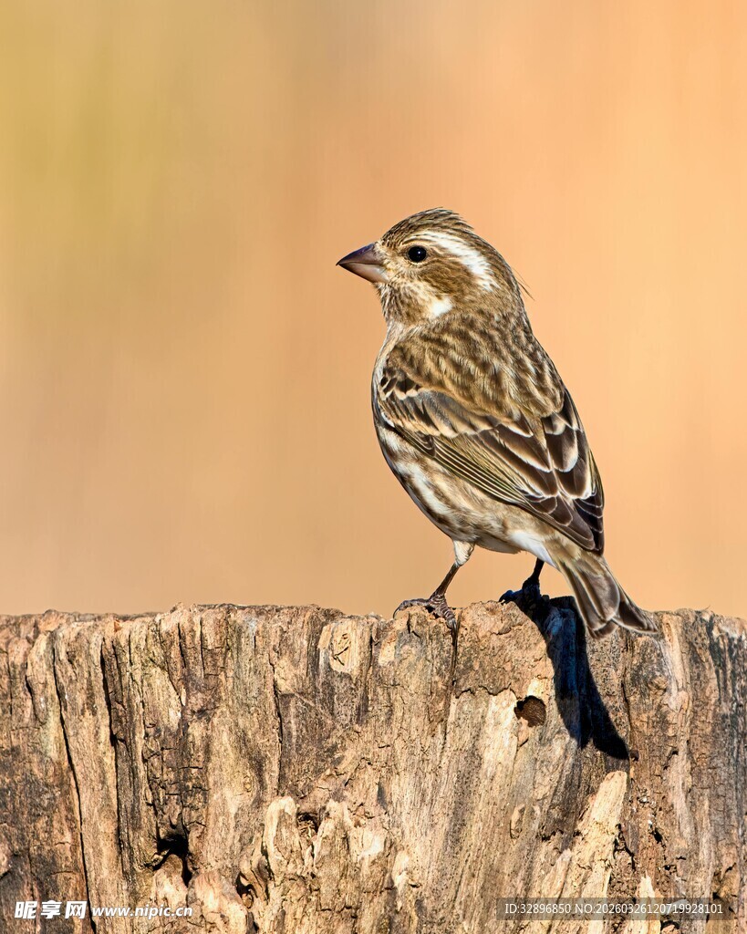 站在树桩上的可爱小鸟