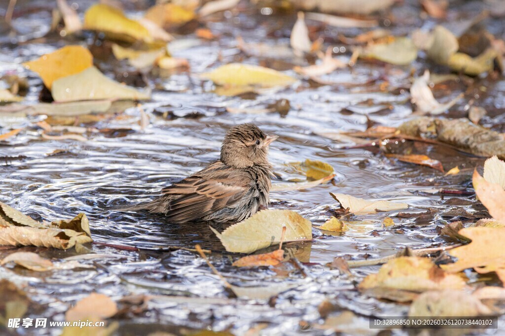 落叶中饮水的小鸟