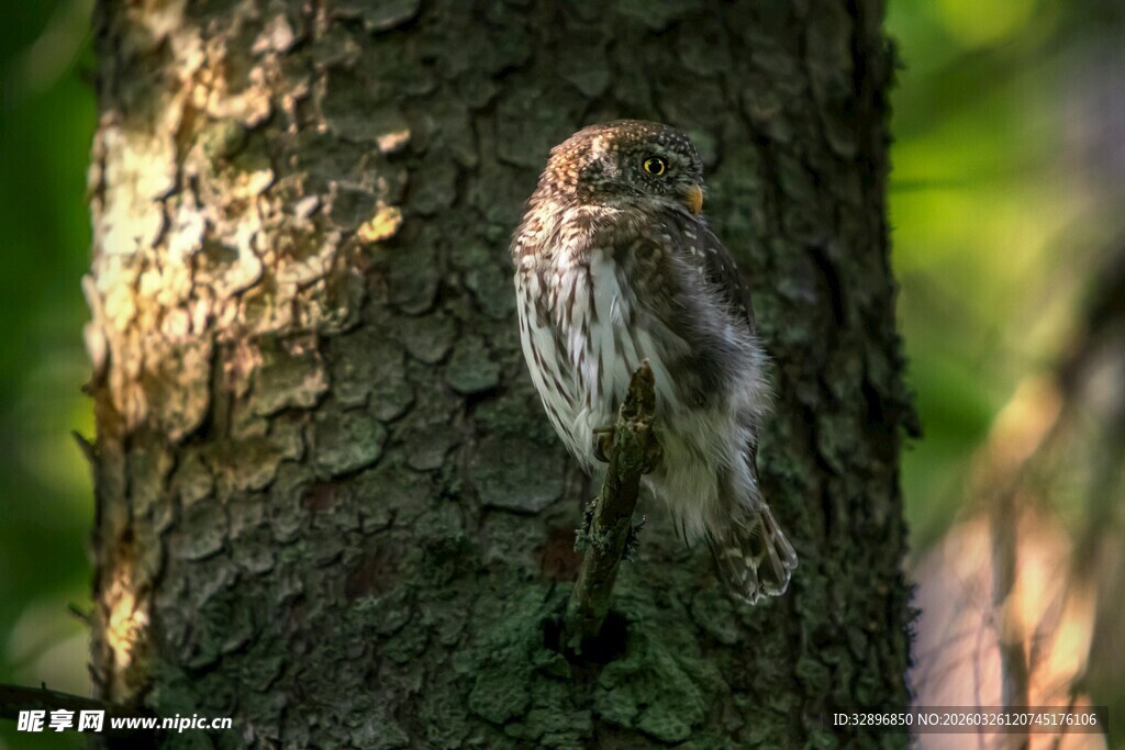 树干上栖息的小巧猫头鹰