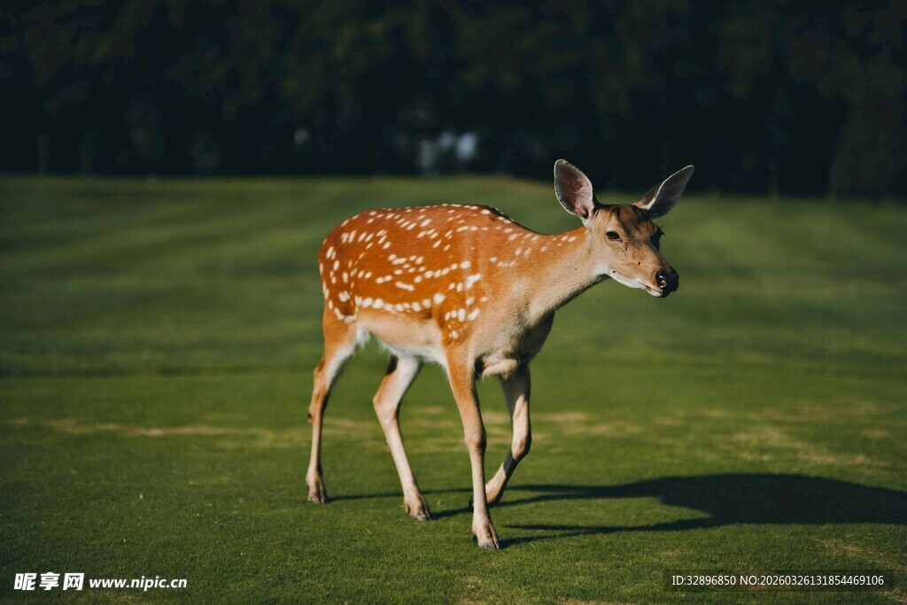草地上的斑点小鹿