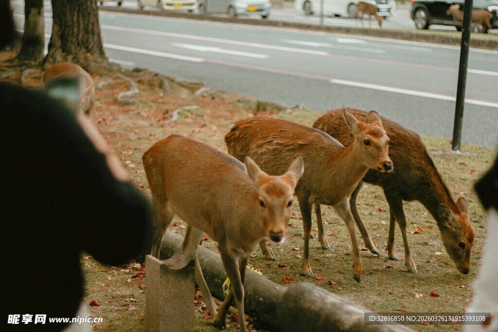 路边与人亲近的几只小鹿