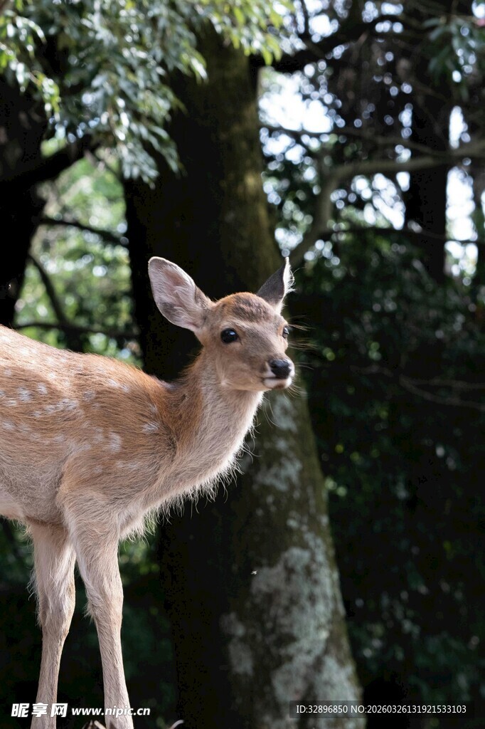 森林中的可爱小鹿