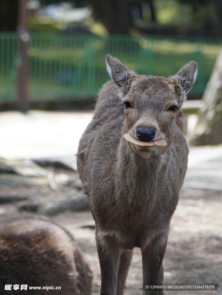 可爱小鹿张嘴露牙画面