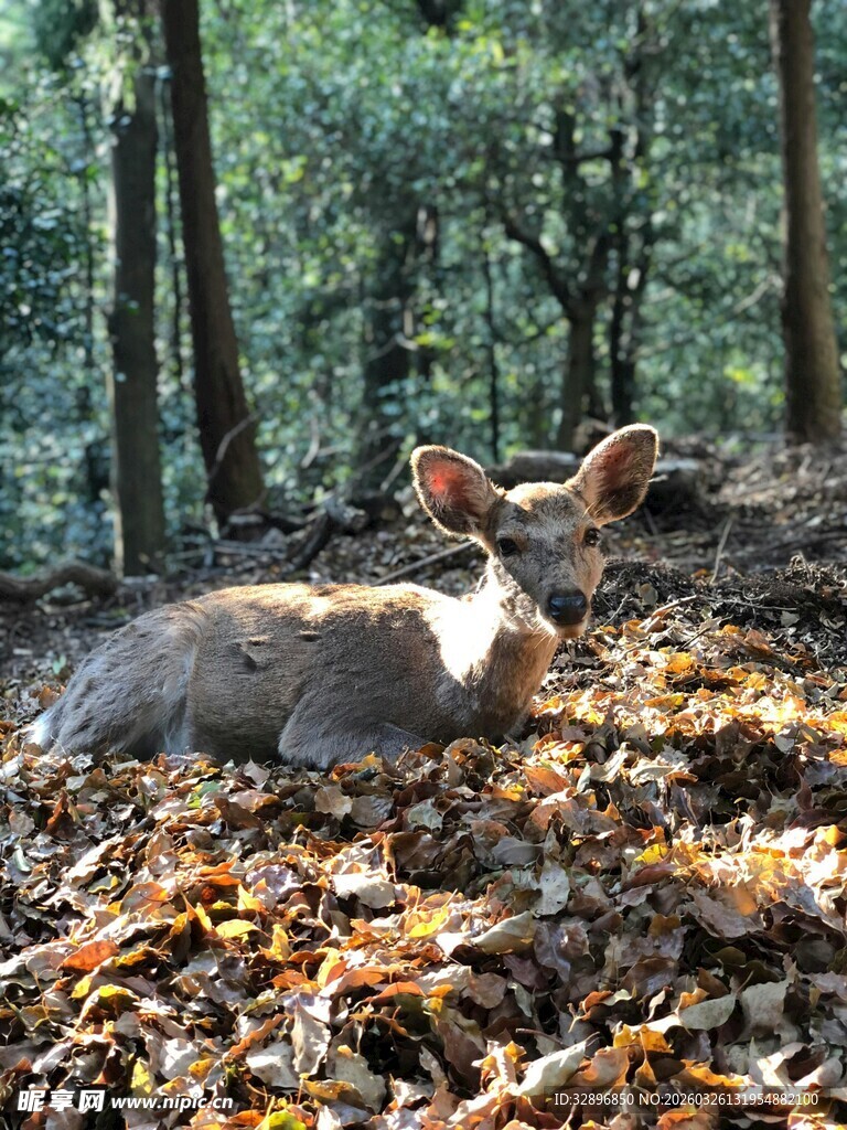 林间卧鹿秋意满径