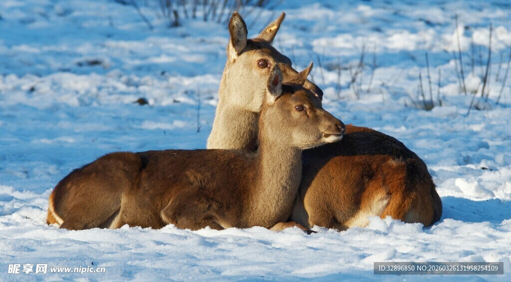 雪地中依偎的两只小鹿