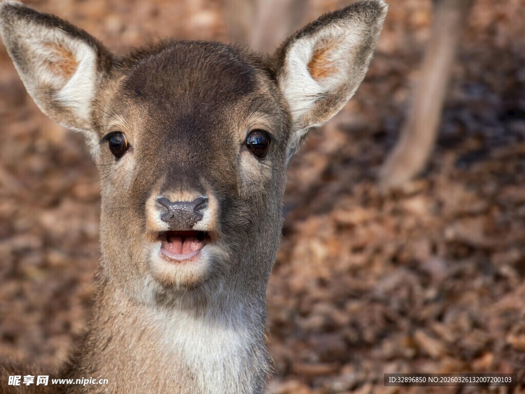 可爱小鹿近景特写