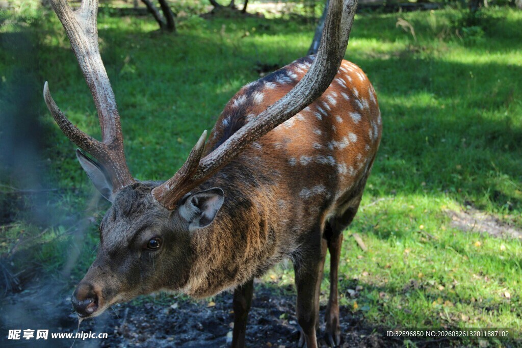 草地上的带角鹿