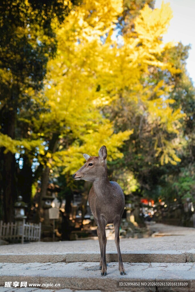 秋日林间小鹿赏金黄树叶