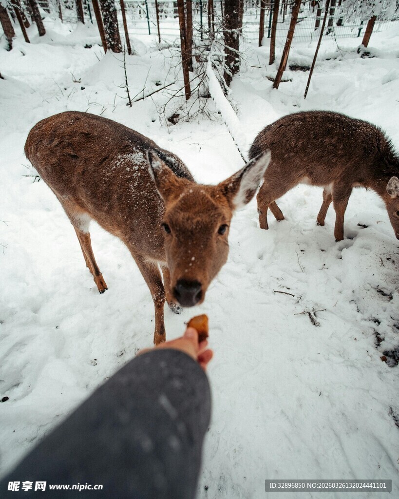 雪地中手喂可爱小鹿