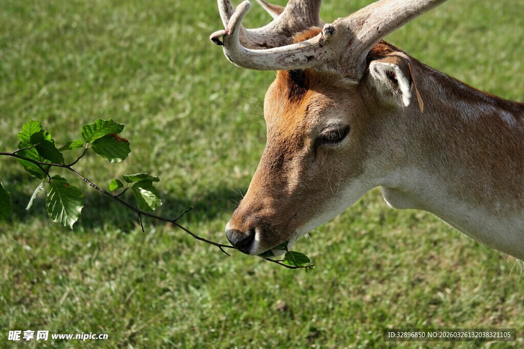 草地上的鹿
