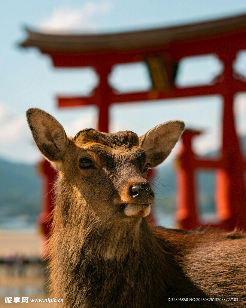 奈良小鹿与红色鸟居