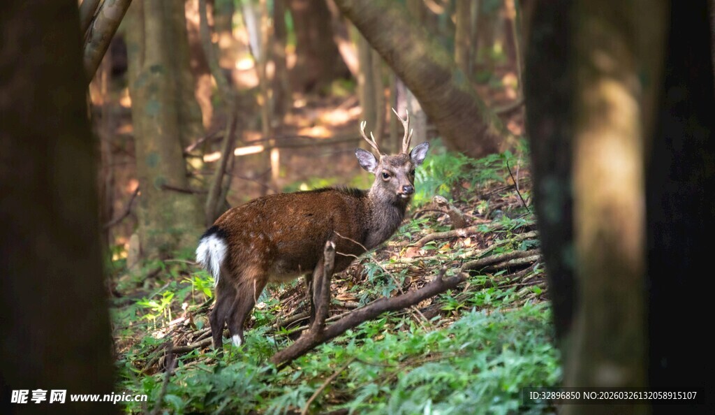 林间漫步的优雅小鹿