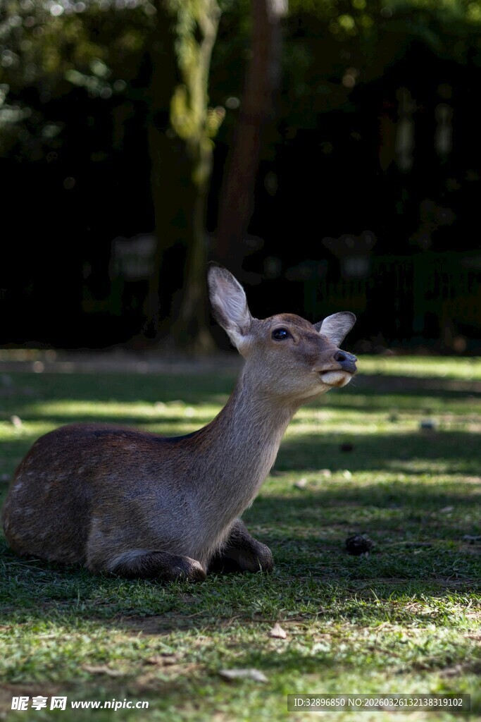 草地上休憩的小鹿