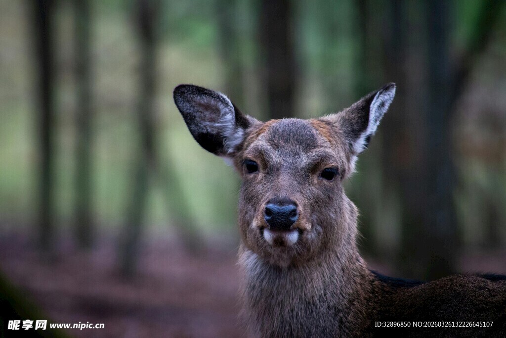 林间小鹿特写