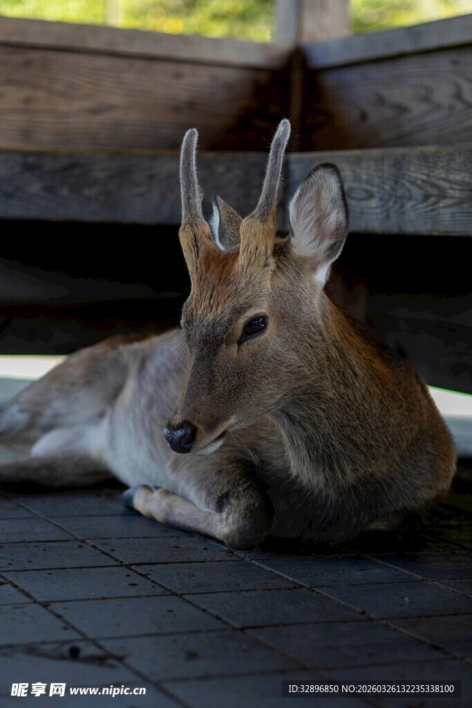 休憩的小鹿