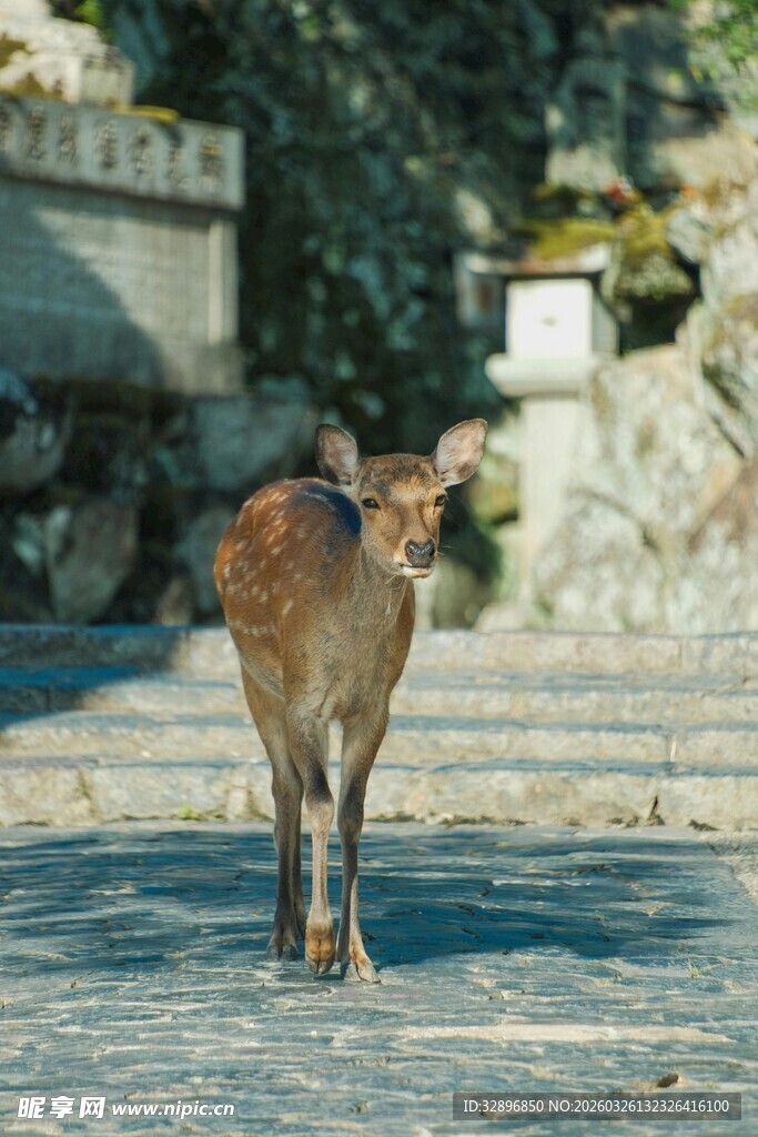 奈良公园漫步的小鹿