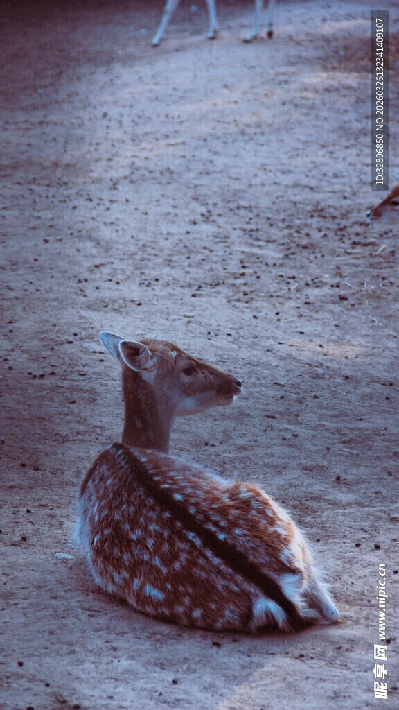 卧地休憩的小鹿