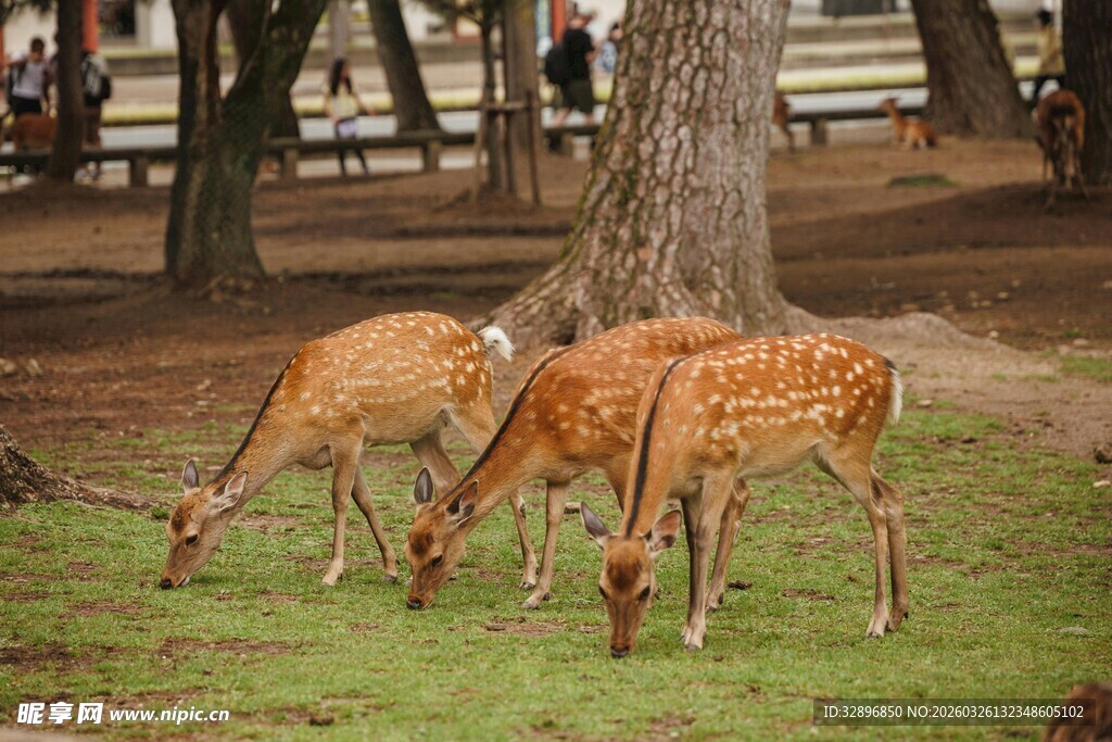 林间小鹿惬意进食