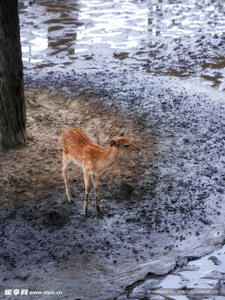 雪地中的小小梅花鹿