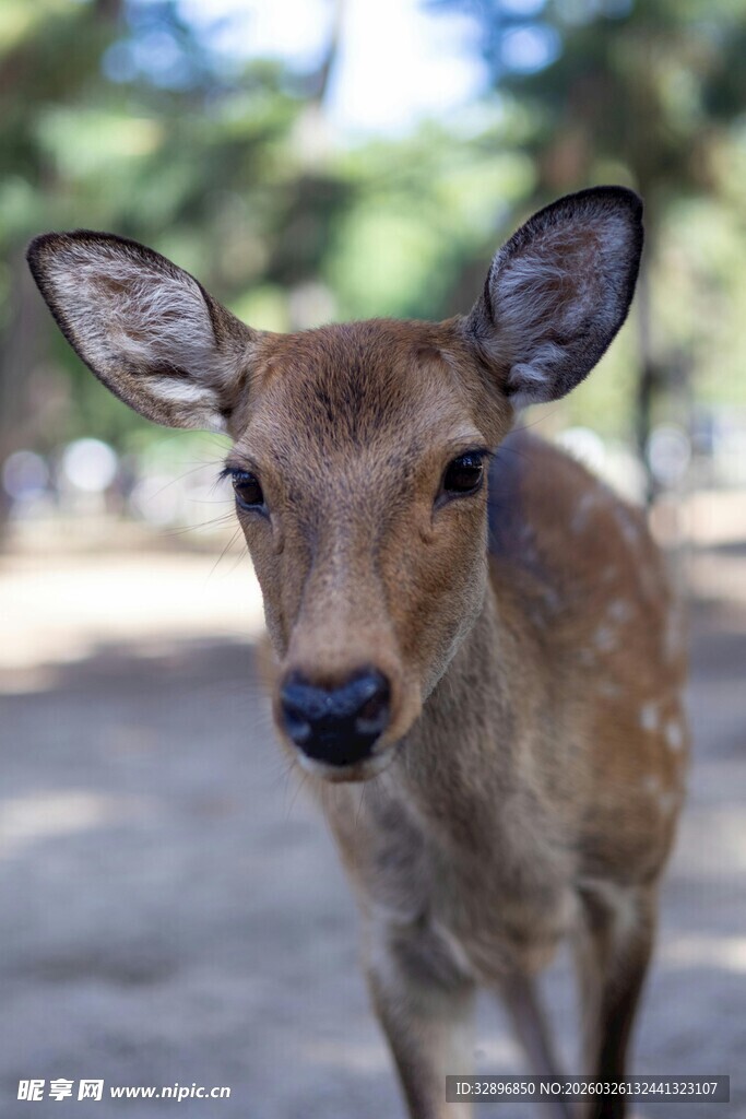 可爱小鹿近景特写