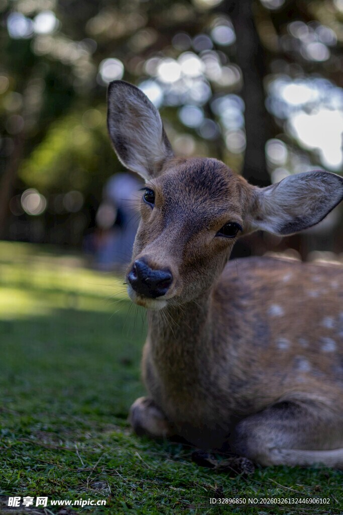 草地上休憩的可爱梅花鹿
