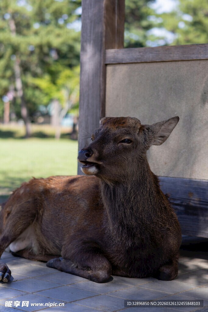 休憩的小鹿
