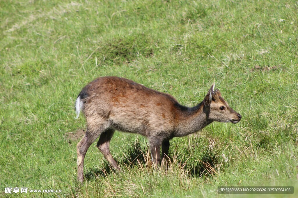 草地上的小鹿