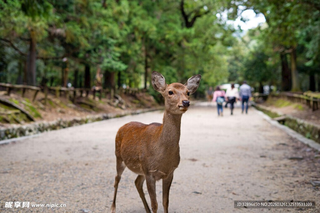 奈良小路上的可爱小鹿