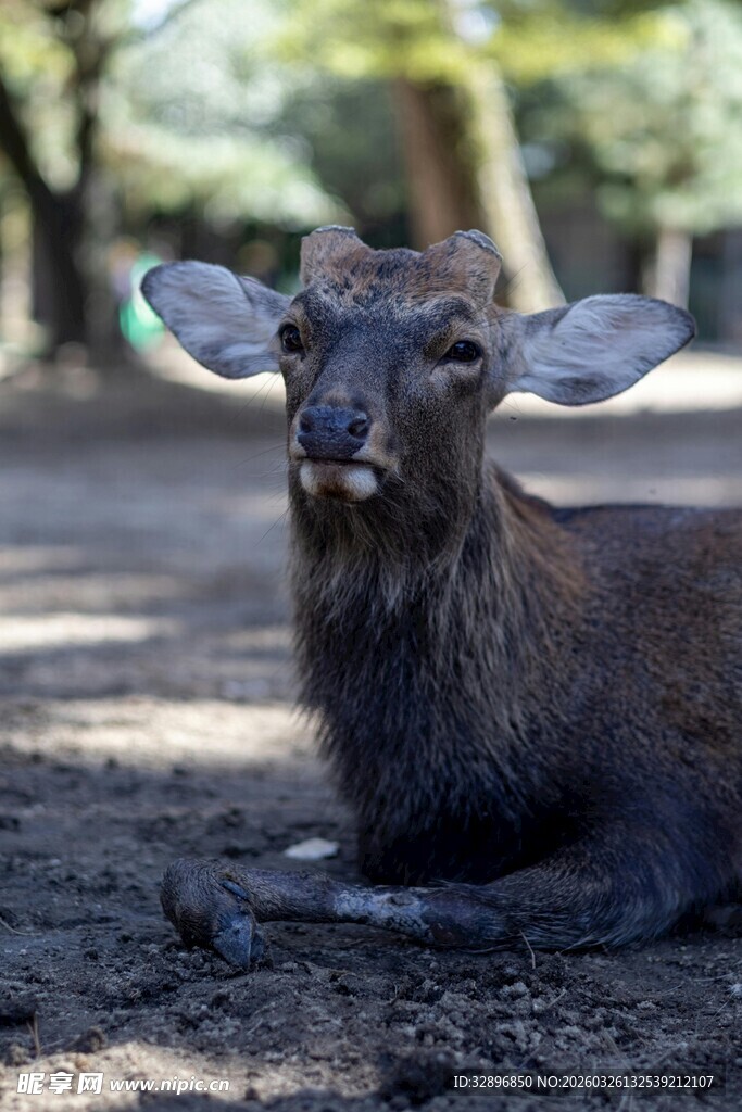 休憩的小鹿