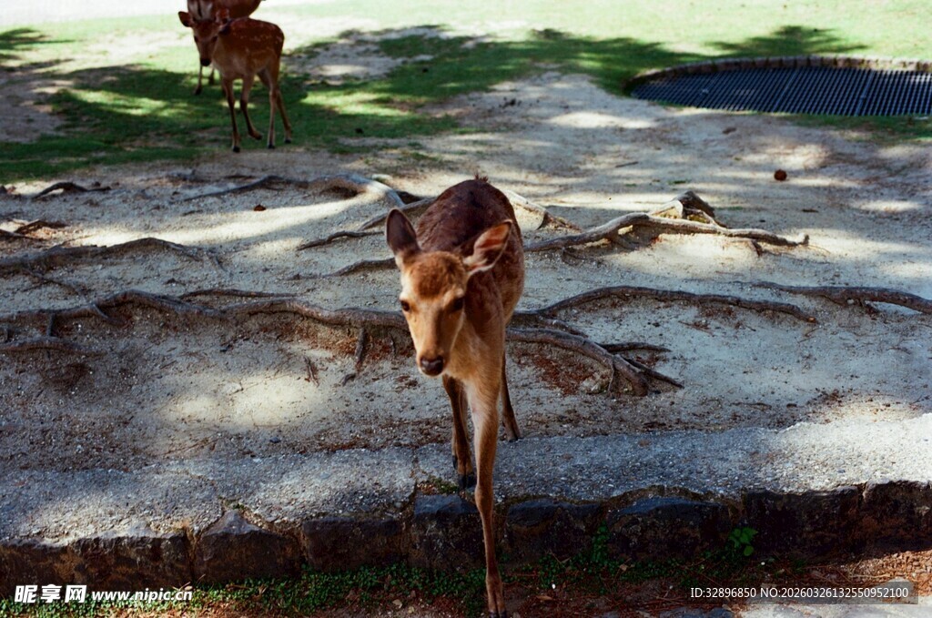 户外休憩的小鹿